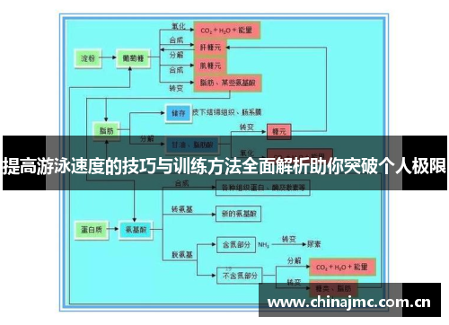 提高游泳速度的技巧与训练方法全面解析助你突破个人极限